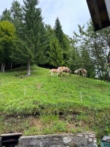 Cavalli al pascolo tra i boschi dolomitici