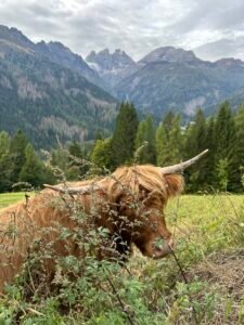 Highlander tra i prati